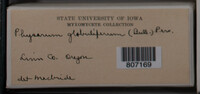 Physarum globuliferum image